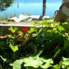 Ivy and blossoms on the deck.